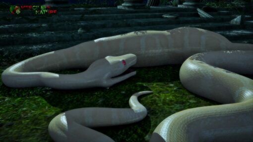 snake vore Albino 6